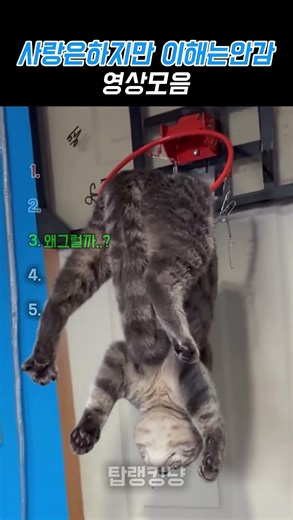 ▶소리를 확인하지 마세요 😭😭#shorts #cat #trending #웃긴영상