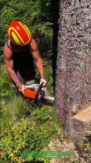 Professional Tree Felling with a Chainsaw | Precision Logging Skills in Action