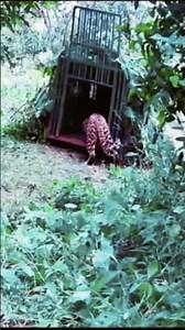 पटेहरा गांव आदम खोर बाघ पिंजरा में कैद #jimcorbettwildlifeandnatureview #wildlife