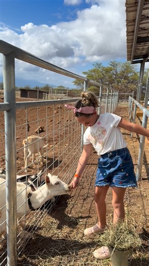 Our babies are hungry! They love when you spend time with them, especially if you are feeding them hay buckets. 🪣 #surfinggoatdairy #mauitourism #upcountrymaui #maui #goatfarm #goat #mauilife #goatcheese #love #instagood #trending #exporepage #viral #picoftheday #summer #instadaily #repost #nature #trendingnow #fun #smile #food | Surfing Goat Dairy