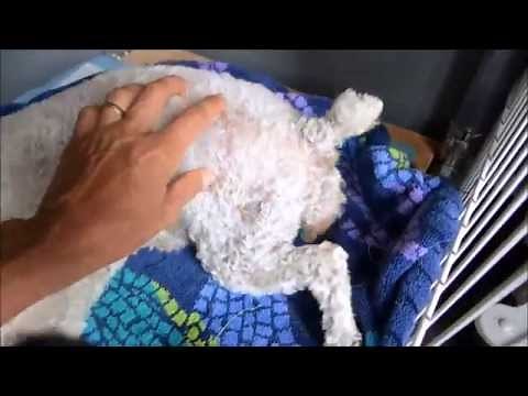 My First Delivery - 5 kiddos!!!! Toy Poodle - Maltipoo puppies!