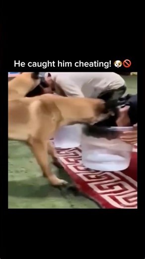 Honest Dog vs Cheating Human! 🐶😂📝