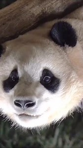 #大熊猫 #福宝 无论哪个角度 都是骨骼清奇的福宝 | Panda Fu Bao