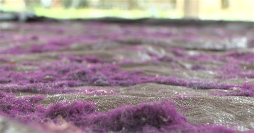 Gulf Specimen Marine Lab researching how algae can help local waterways