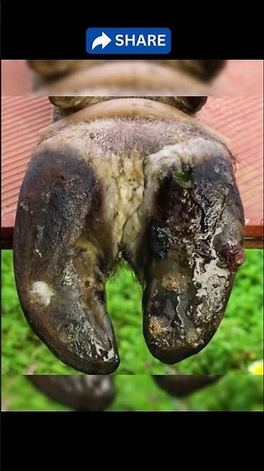 Cow Hoof Emergency Pus & Infection Treated Part 3