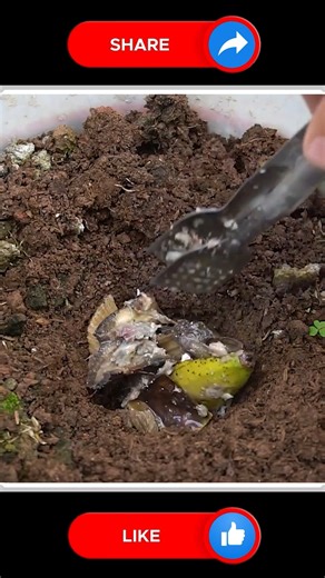 37K views · 307 reactions | Grow Eggplants  | Small Vegetable Garden | Facebook