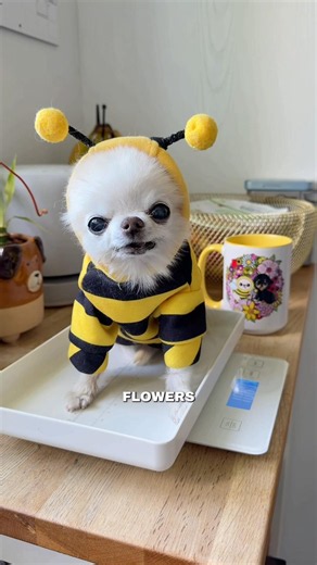The giant chihuahua bee Beedric has put in some honey weight specially for the Pollinator Week 🐝