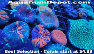 Check out the LPS corals at AquariumDepot.com >>>>>>>>>>>>Click here: https://aquariumdepot.com/corals/lps-corals/ #reef #coralreef #ocean #seahorse #pods #aquarium #coral #reef #ocean #aquariums #saltwater #sealife #ocean #saltwaterfish #reeftank #sea #allmymoneygoestocoral #aquascape #fishtank #fish #jellyfish #reef #coralreef #ocean #marinelife #saltwaterfishtank #saltwateraquarium #sealife #reefaquarium #hardcoral #reefporn #zoanthids #reefpack #softies #reeftanks #coralreefs | AquariumDepot