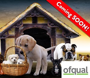 Commercial Boarding Ofqual Level 3 | Dog Business School