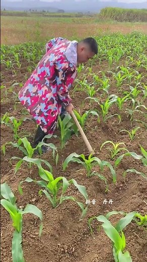 Corn Planting Success: Master Soil Mounding Techniques