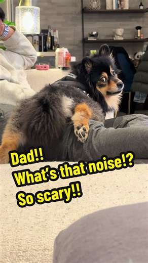 Oh.. obviously that’s mom 😒🙄 always try to bug us! 🫠 #DogsofTikTok #petsoftiktok #FYP #DogLover #pomeranian