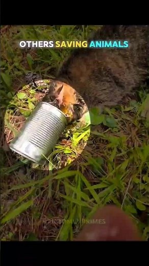 Others Saving Animals VS THIS ONE ❤️😭