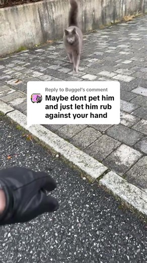 Replying to @Buggel Bro gets overstimulated no matter what I do lol. Even if I back up and give him space, he still attacks. Bro is just extra spicy 👹