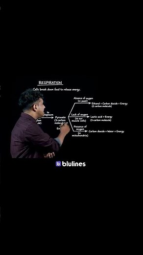 The Pathways of Respiration | Biology Class 10 | CBSE Exam Prep