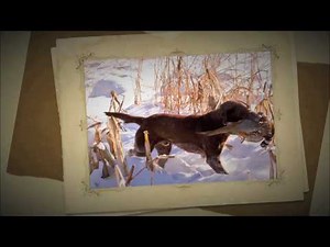 Soggy Acres Labrador Retrievers Hunting Video