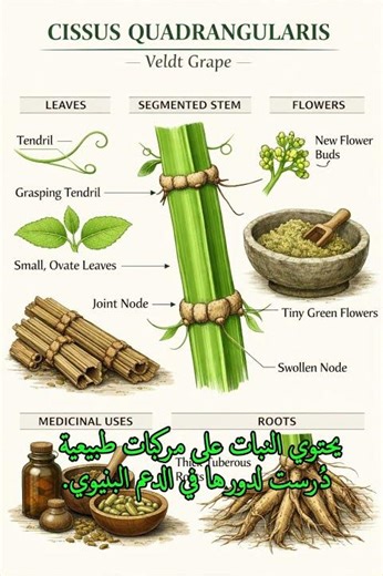 Herb #29 – Cissus quadrangularis | Traditional Structural Herb 🌿