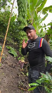 Why do farmers cut off banana flowers #facts #banana #bananatree #bananaflower @highlight | Md Anas