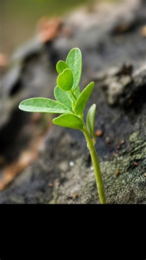 📷plant photography upto 4X zoom