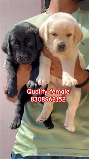 quality female🧿🖤🤍#labrador#growth#labradorretriever#viralvideo#trendingnow#pets#puppy#love#cute#dogs