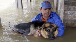 246K views · 5.7K reactions | For the love of dogs: Rescuing the...