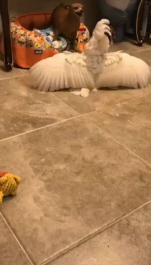 Parrot Vs. Dog: Intense Animal Confrontation