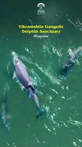 Glide into the calm of the Ganga at Vikramshila Dolphin Sanctuary, Bhagalpur. Home to the rare and graceful Gangetic dolphins — a true riverine wonder of Bihar. #Bihar #incredibleindia #BlissfulBihar #ganga #dolphins #bhagalpur #explorepage #viralreels #vikramshiladolphin #naturescenery | Department of Tourism, Government of Bihar