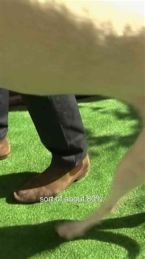 How a rescued racing greyhound’s unsteady steps raised unexpected questions