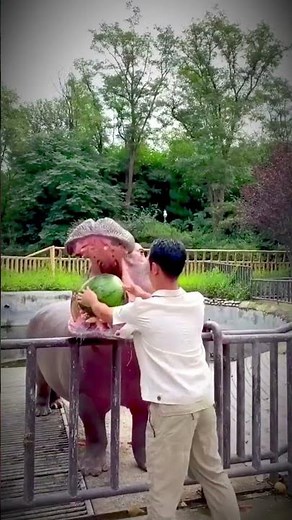 “The Most Dangerous Animal in Africa 😳🦛 #shorts #animals”