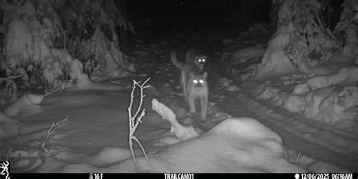 Michigan sees record number of cougar sightings