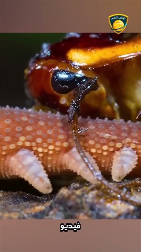 دودة مخمل 🪱 #شورتس #معلومات