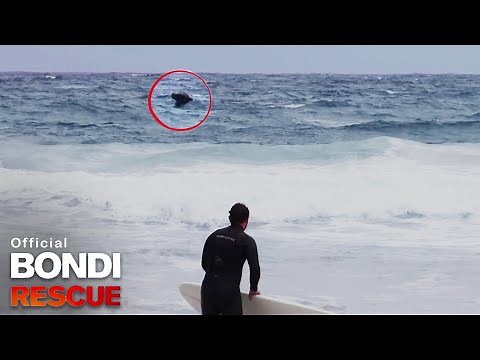 UFO: Unidentified Floating Object at Bondi | Bondi Rescue S7