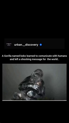Koko (1971–2018) was a western lowland gorilla who gained fame for learning a modified version of American Sign Language (ASL), with a vocabulary of over 1,000 signs, managed by Dr. Francine