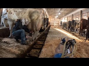 Milk cows with me this morning and what I do for fun…