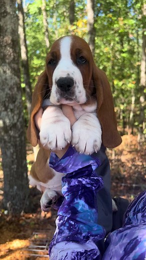 Maple Street Hello Dolly. This sweet baby is a gorgeous mahogany and white pup. She is Howies lil Sister 😍 #maplestreetbassets #bassethound #puppy #babydog #mahogany #bigfeet #longears #fat #chubbypuppy