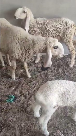 Sheep and Goat Farming Explained – Start Your Own Farm Today#youtube #animals #goat #shorts