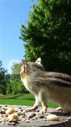 Nervous chipmunk hops up on the stump and looks around