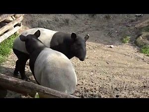 MALAYAN TAPIR - MATING SYSTEM AND PARENTAL CARE