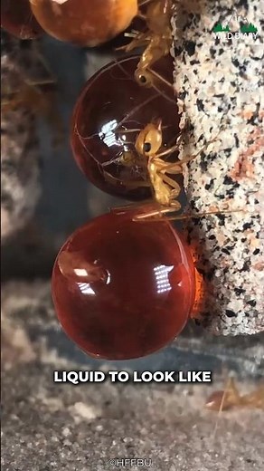 Honeypot Ants | The Honey Ants