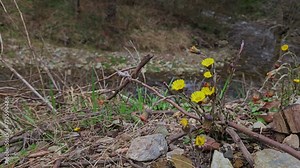 Coltsfoot in natural ambient, blooming (Tussilago farfara) - (4K)