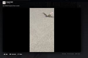 Rescuers free squirrel with head stuck in cup