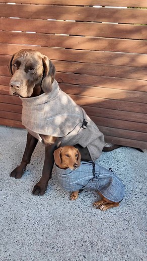 1.5K views | Keep your pup cosy and stylish  Introducing the Highland Dog Coat - crafted from a luxurious wool-blend outer and lined with soft sherpa fleece for extra warmth. Designed for comfort, style, and the perfect fit 癩 Shop now and give your dog the comfort they deserve! | Pointer & Hound | Facebook