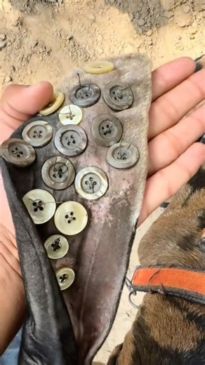 Sewing Buttons On Dog Ears #goodtoknow #funfacts #lifehacks #educational #learn #aural #hematoma