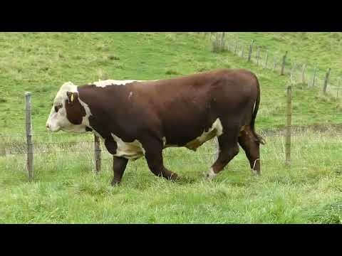 Lot 22: KOANUI ECONOMIST V41 — 2026 Bull Sale