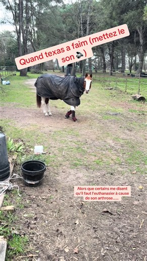 Oui Texas est handicapée Oui elle a une démarche anormale Oui elle a des raideurs Mais … Non elle ne doit pas mourir pour autant! Texas a de l’arthrose déformante des carpes, elle ne peut plus plier mais se débrouille et s’adapte! Elle se déplace, se couche seule, se lève seule et surtout à toujours faim 😋 😅😅 #painthorse #chevalalamaison #arthrosechevaux #chevalhandicapé