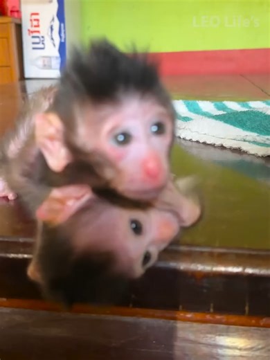 Adorable Baby Monkeys Tumble Off Table