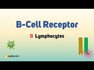 B Lymphocytes - B-Cell Receptor