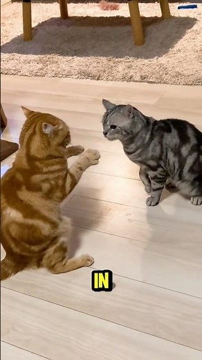 Why the American Shorthair Is America’s Favorite Cat Breed #cat #catvideos #animals