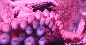 Can octopuses dream? A new study hints at a tantalizing answer