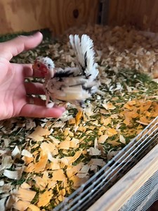 Pichin Kiris on Reels