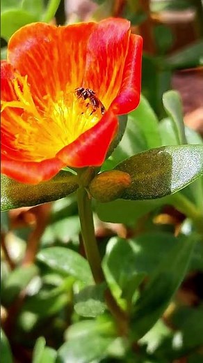 The Magic of Bee Pollination 🐝🌸 | How Bees Help Flowers Grow #bees #polination #flowers #nature